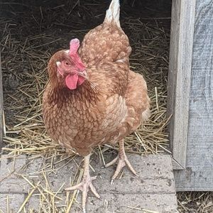 Meet your Posher, Mia